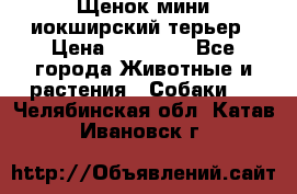 Щенок мини иокширский терьер › Цена ­ 10 000 - Все города Животные и растения » Собаки   . Челябинская обл.,Катав-Ивановск г.